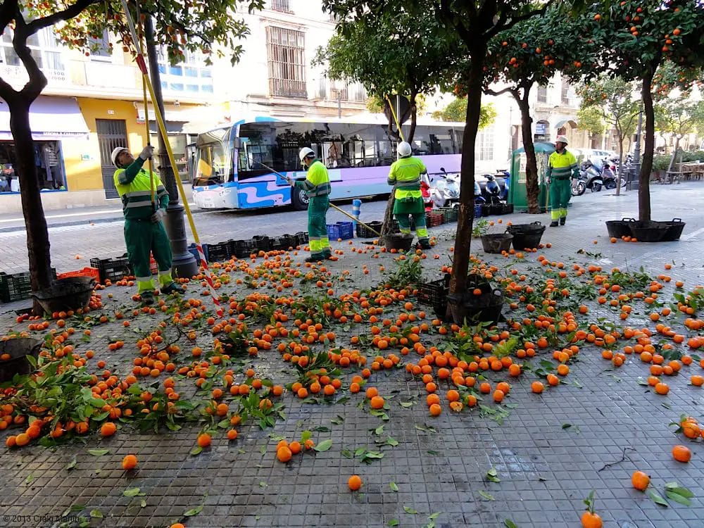 The orange trees are being stripped bare -- it's time for us to go.