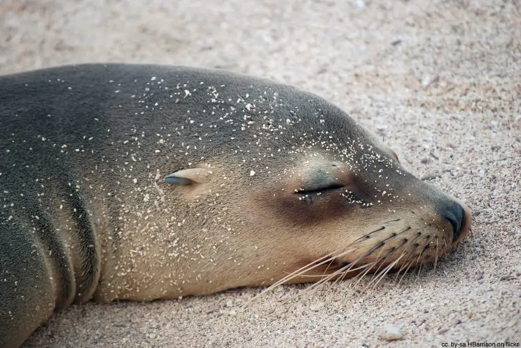 seal resting on beach galapagos ecuador
