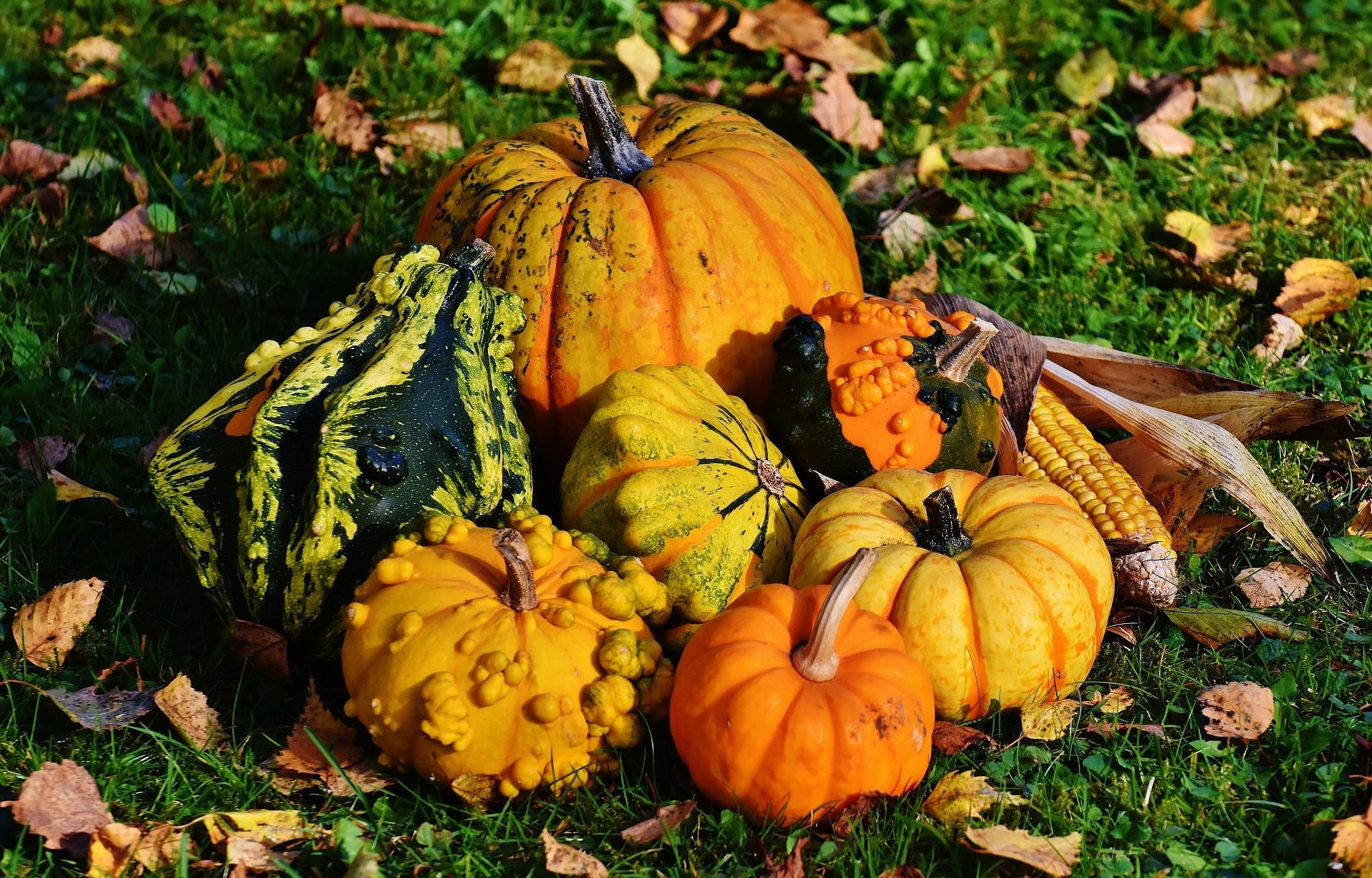 Pumpkins -- a Thanksgiving symbol.