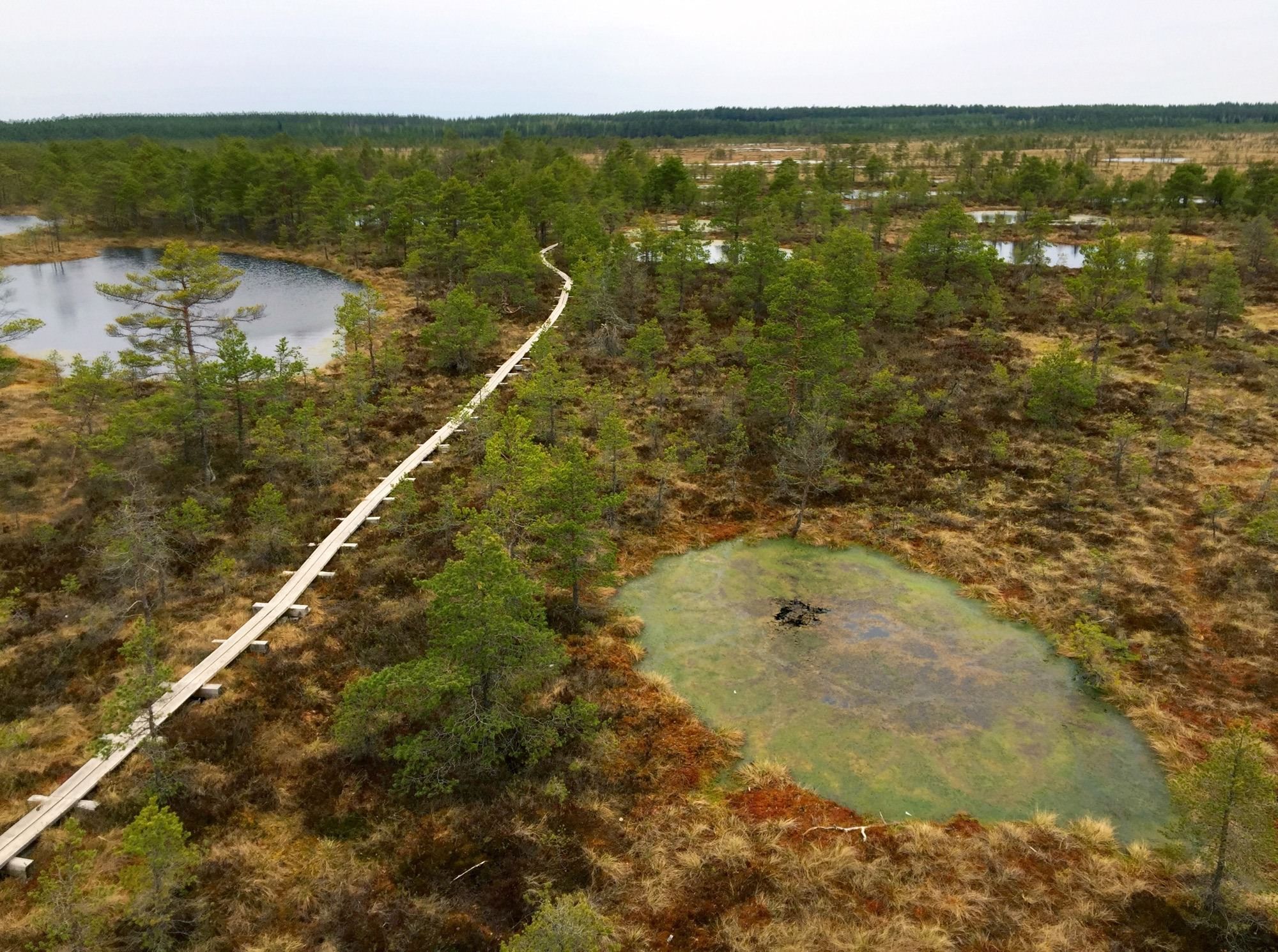 Bog walking in Kõnnu Suursoo national park