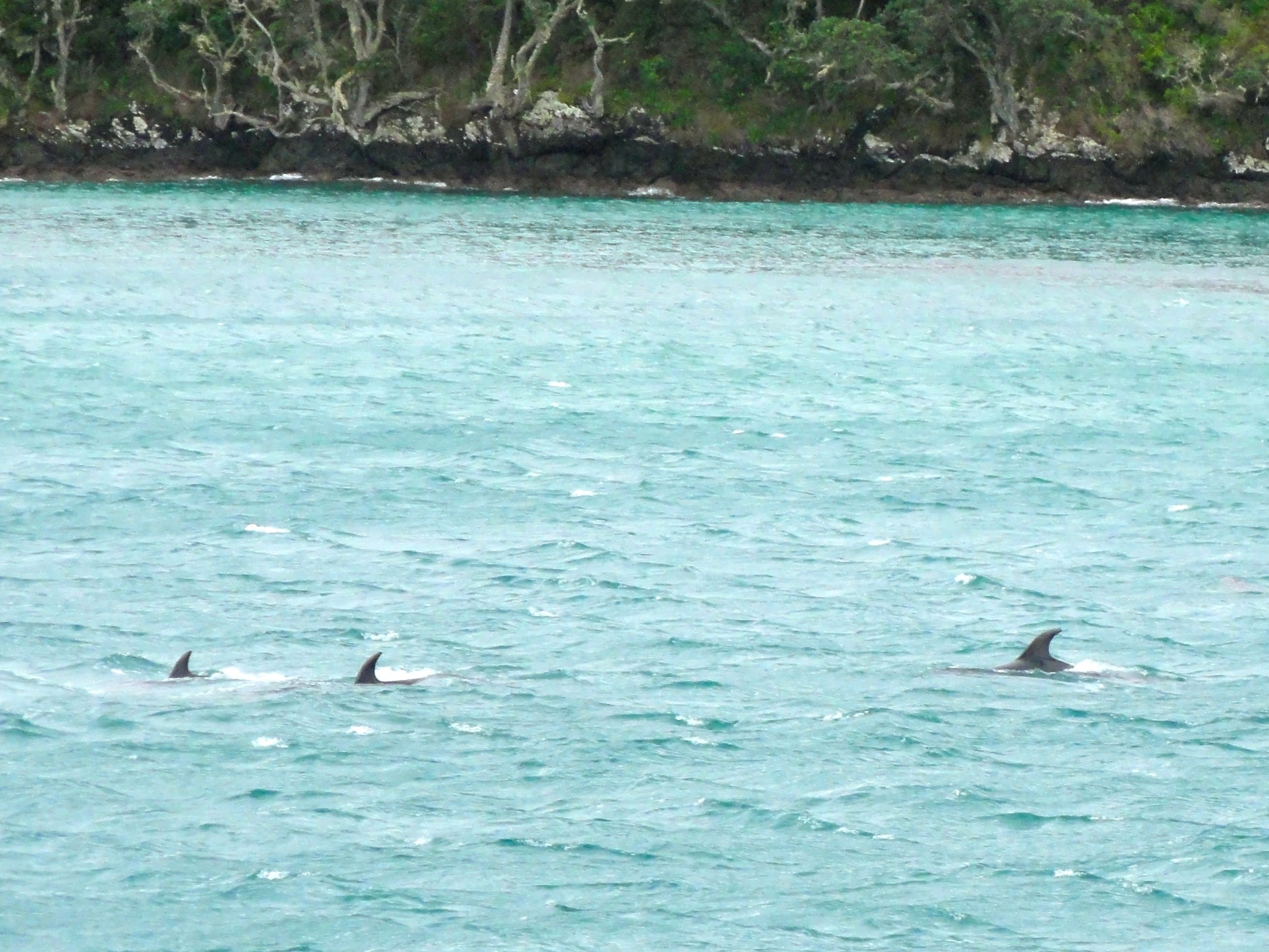 Dolphins in the Bay of Islands