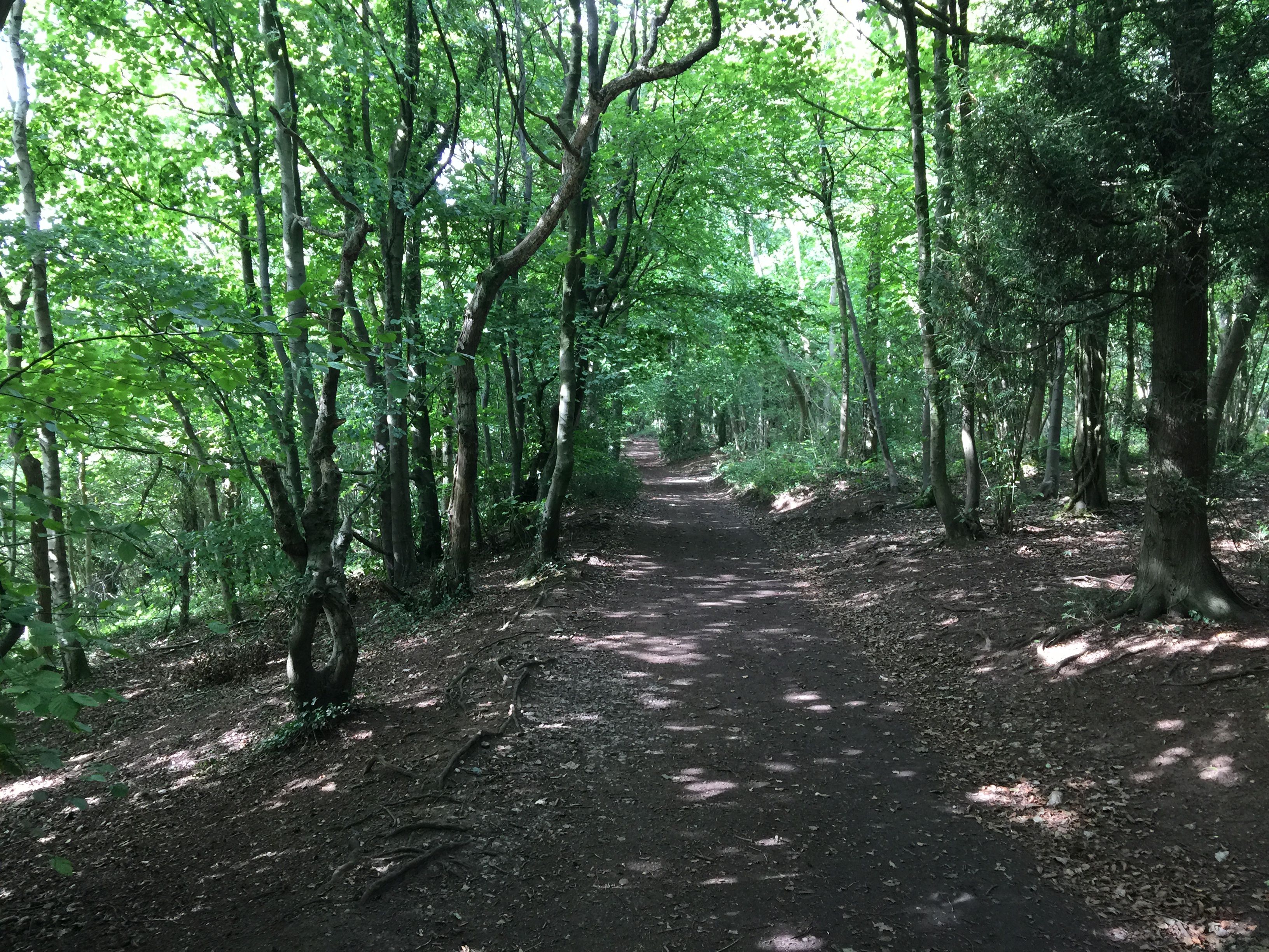 Cotswold Way forest walk