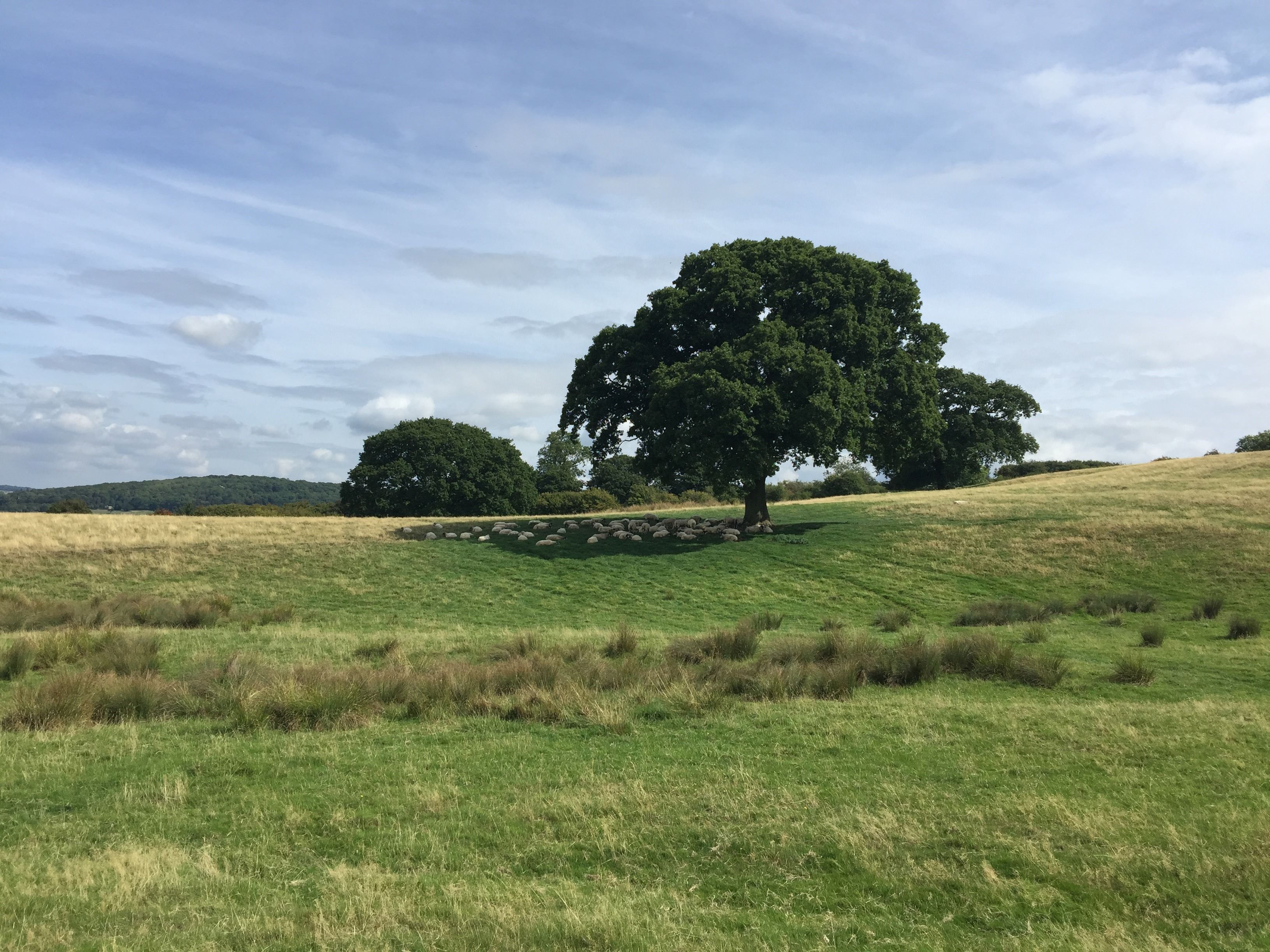 Cotswold Way tree
