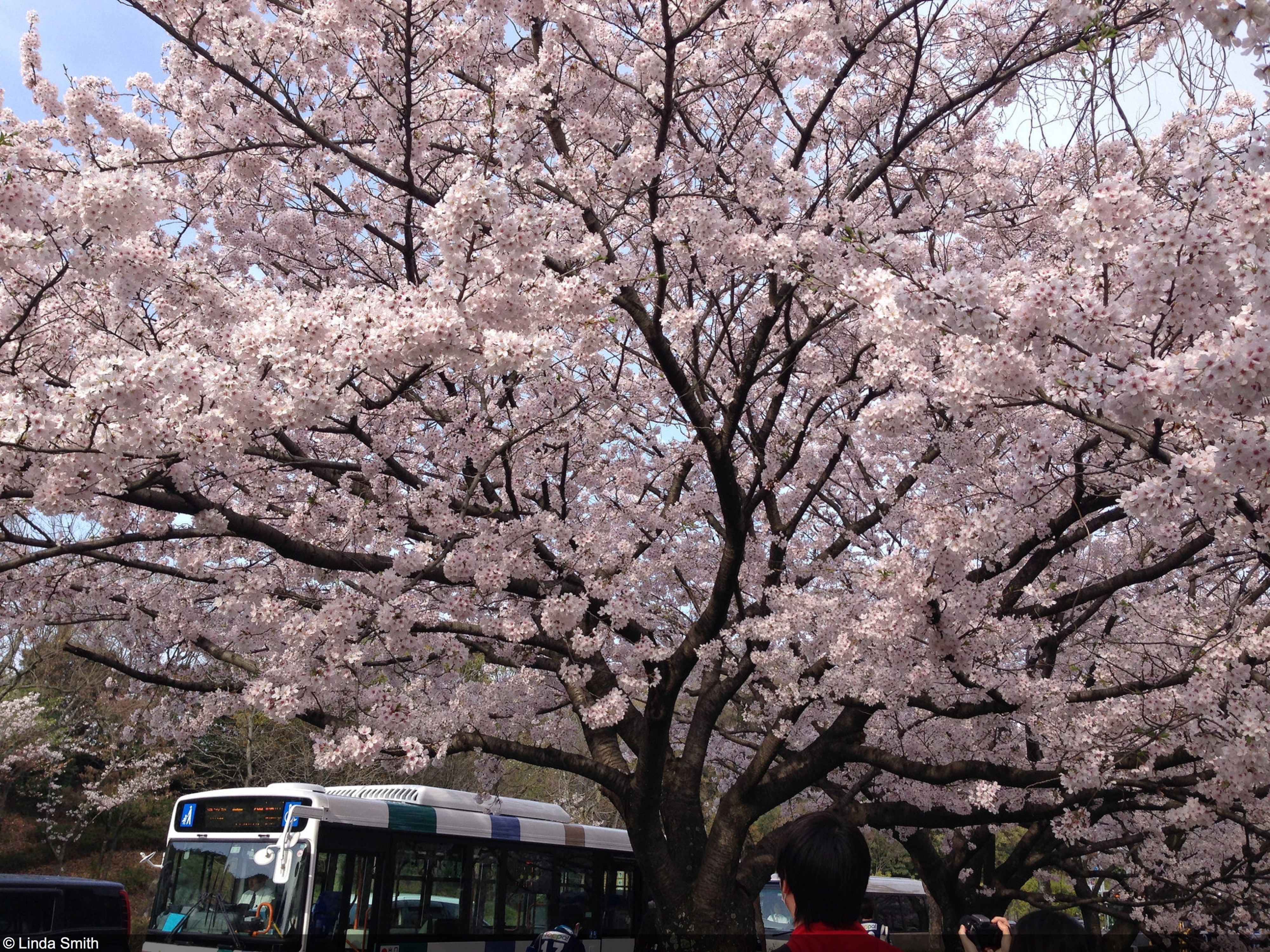 There's nothing quite like the cherry blossoms in spring.