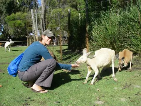 feeding-kangaroos-at-caversham-perth