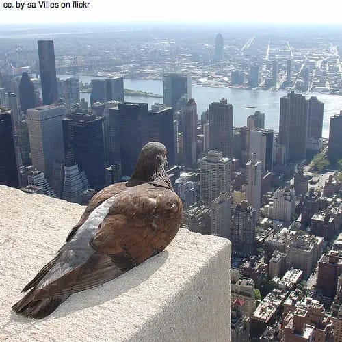 Pidgeon sits on the Empire State building, New York