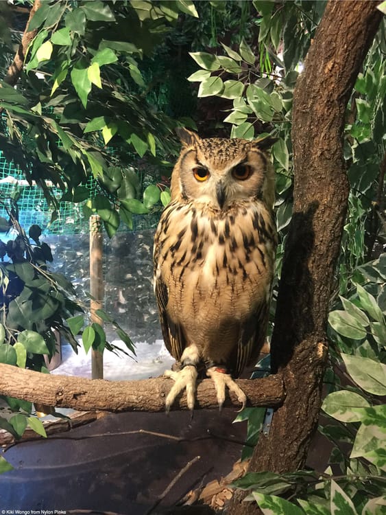 Owl Cafe in Tokyo Japan