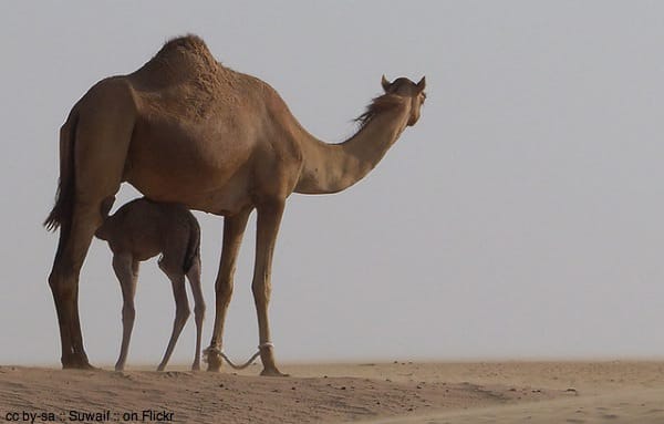 Camels in the desert by Suwaif on Flickr