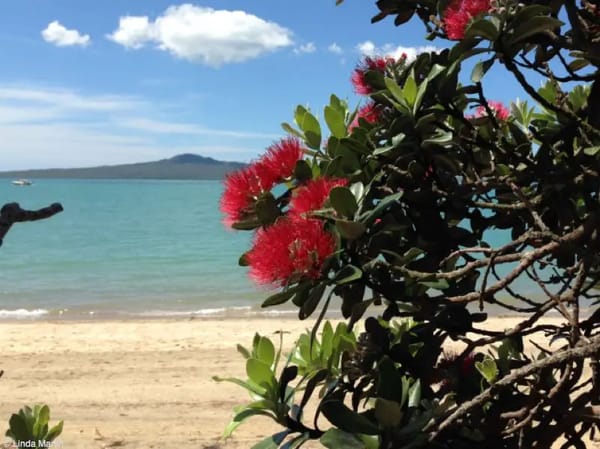 Gorgeous beach view with pohutukawa tree in new zealand