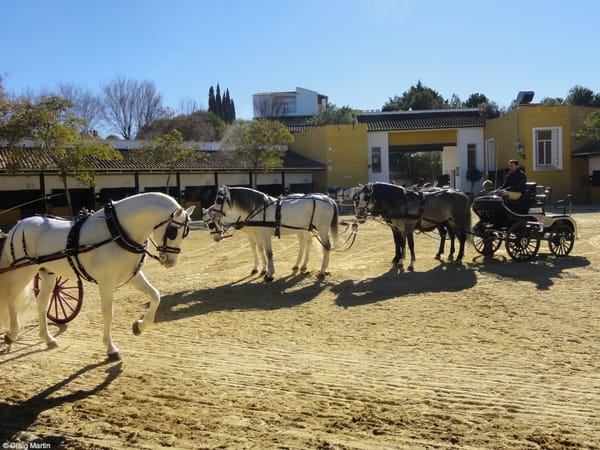 Beautiful horses at Yeguada de la Cartuja.