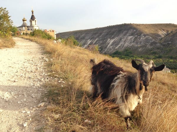 Goat and monastery in Moldova