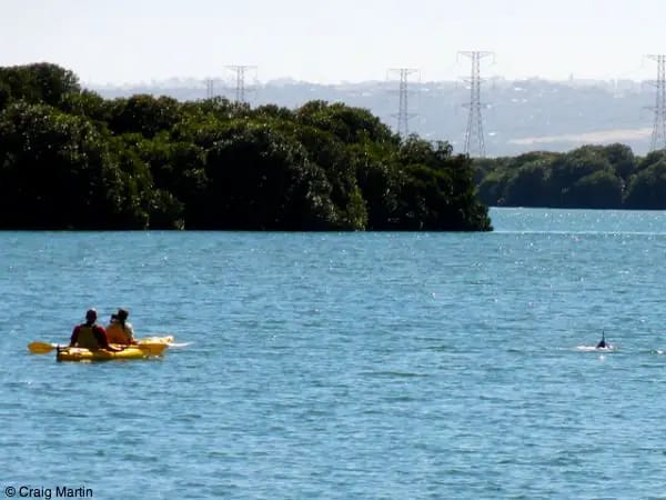 Couple in kayak with dolphins