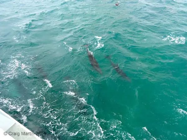 Ipipiri Cruise - Dolphin watching