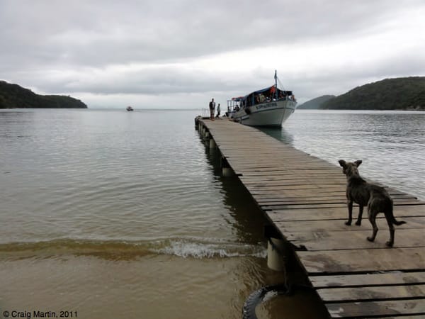 dog watches boat on ihla grande, brazil