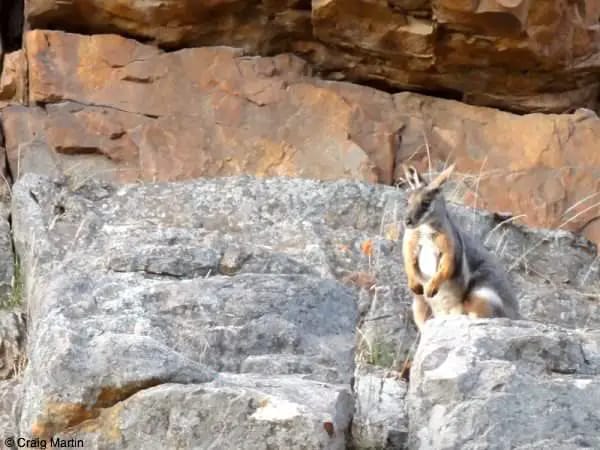 travel photography podcast - rock wallaby captured shooting 10 shots a second