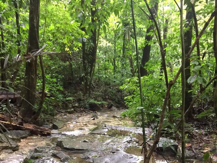 Exploring the jungle in Palenque, Mexico 