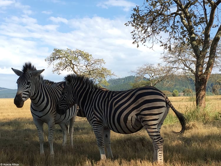 Zebras in Swaziland, Africa
