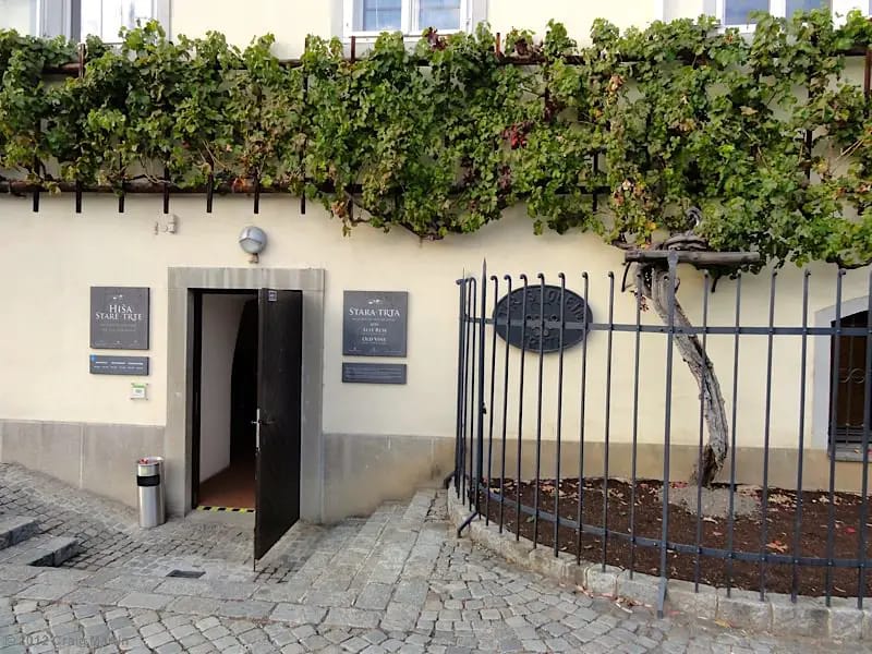 Oldest vine in the world maribor slovenia
