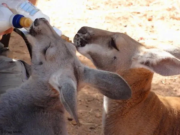 Feeding the kangaroos in Australia
