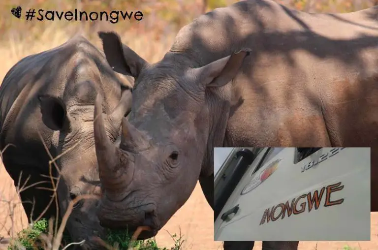Seven ways to save Africa’s rhinos