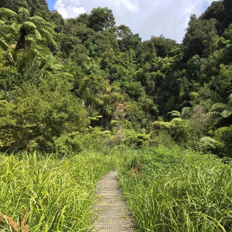 Auckland hiking