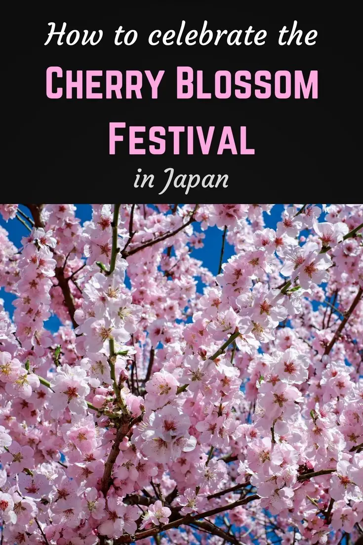How to celebrate the Cherry Blossom Festival in Japan Pinterest pin