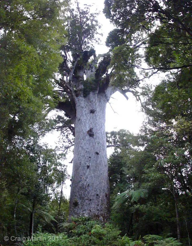 Waipoua Forest, and Tane Mahuta - New Zealand